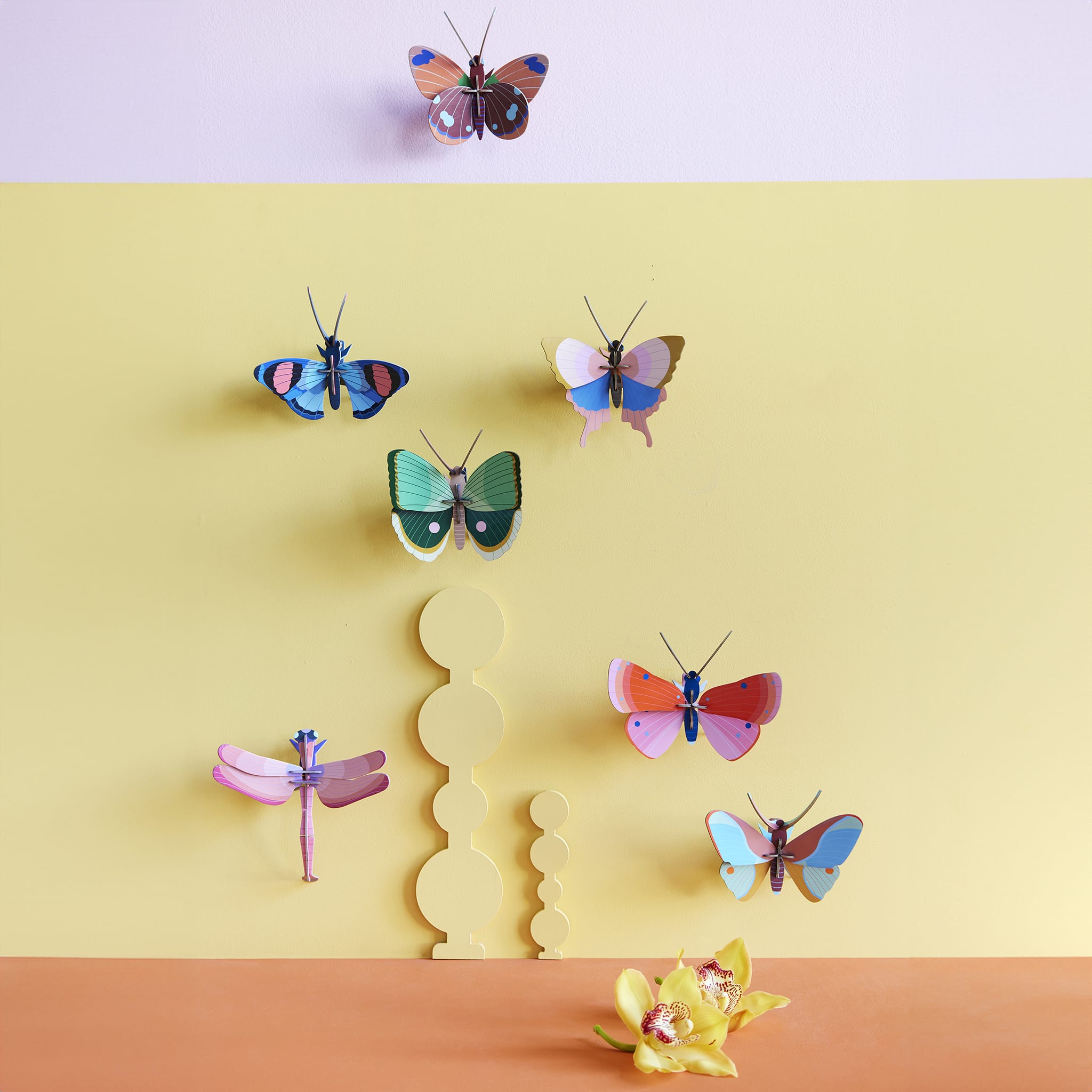 Gold Rim Butterfly