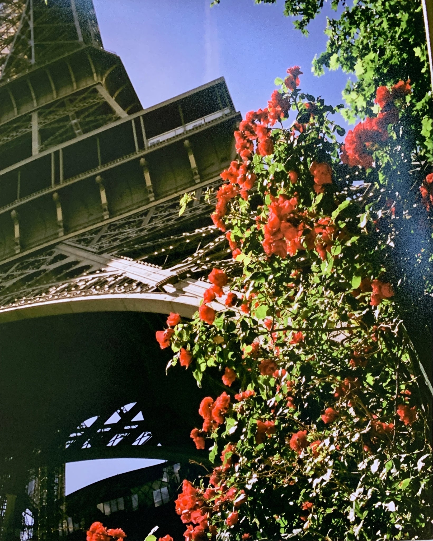 "Roses in Paris" Film Print