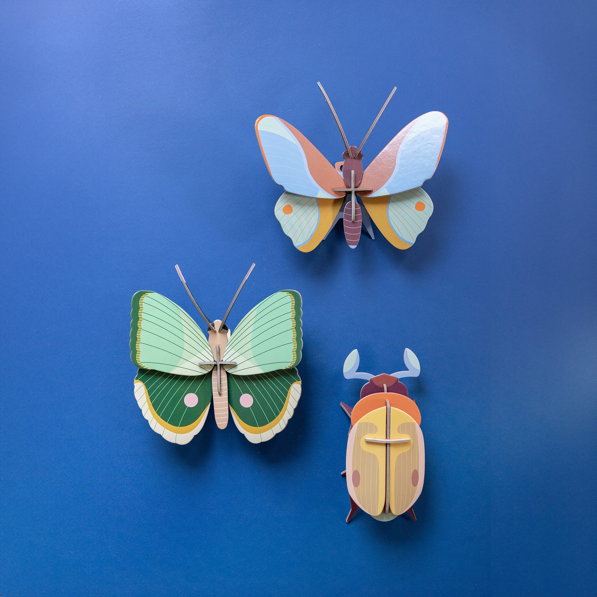 Lemon Fruit Beetle