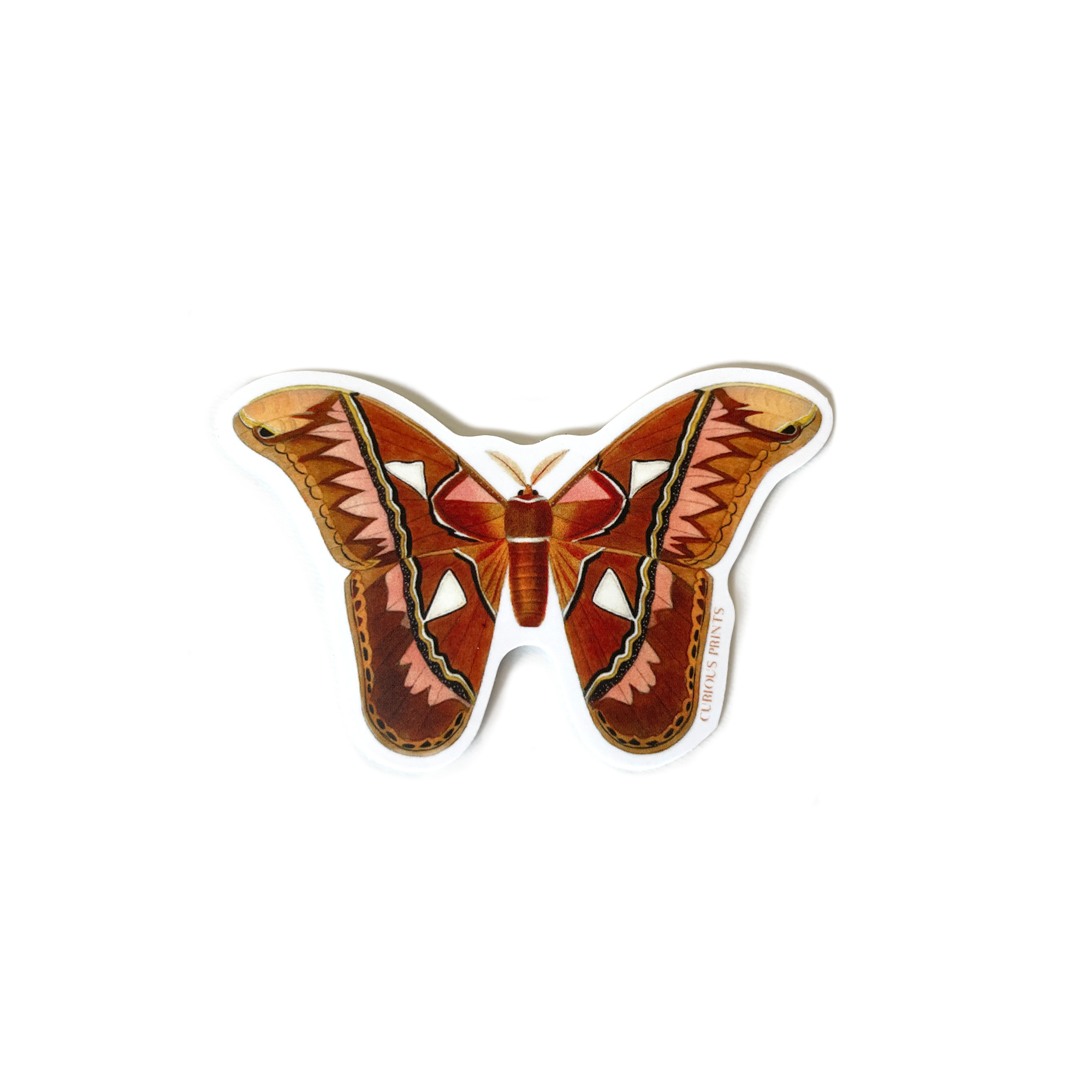 Vintage Atlas Moth Waterproof Sticker