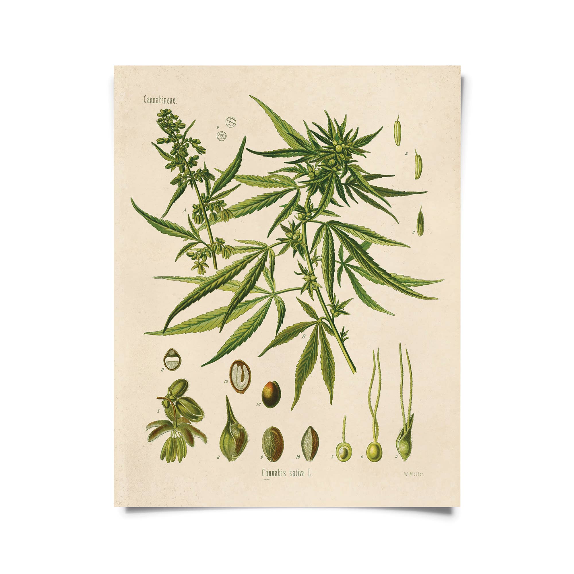 Vintage Botanical Cannabis Sativa Print