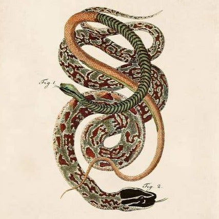 Vintage Natural History French Snake Zoology 2 Print