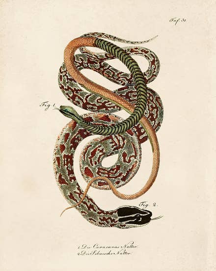 Vintage Natural History French Snake Zoology 2 Print