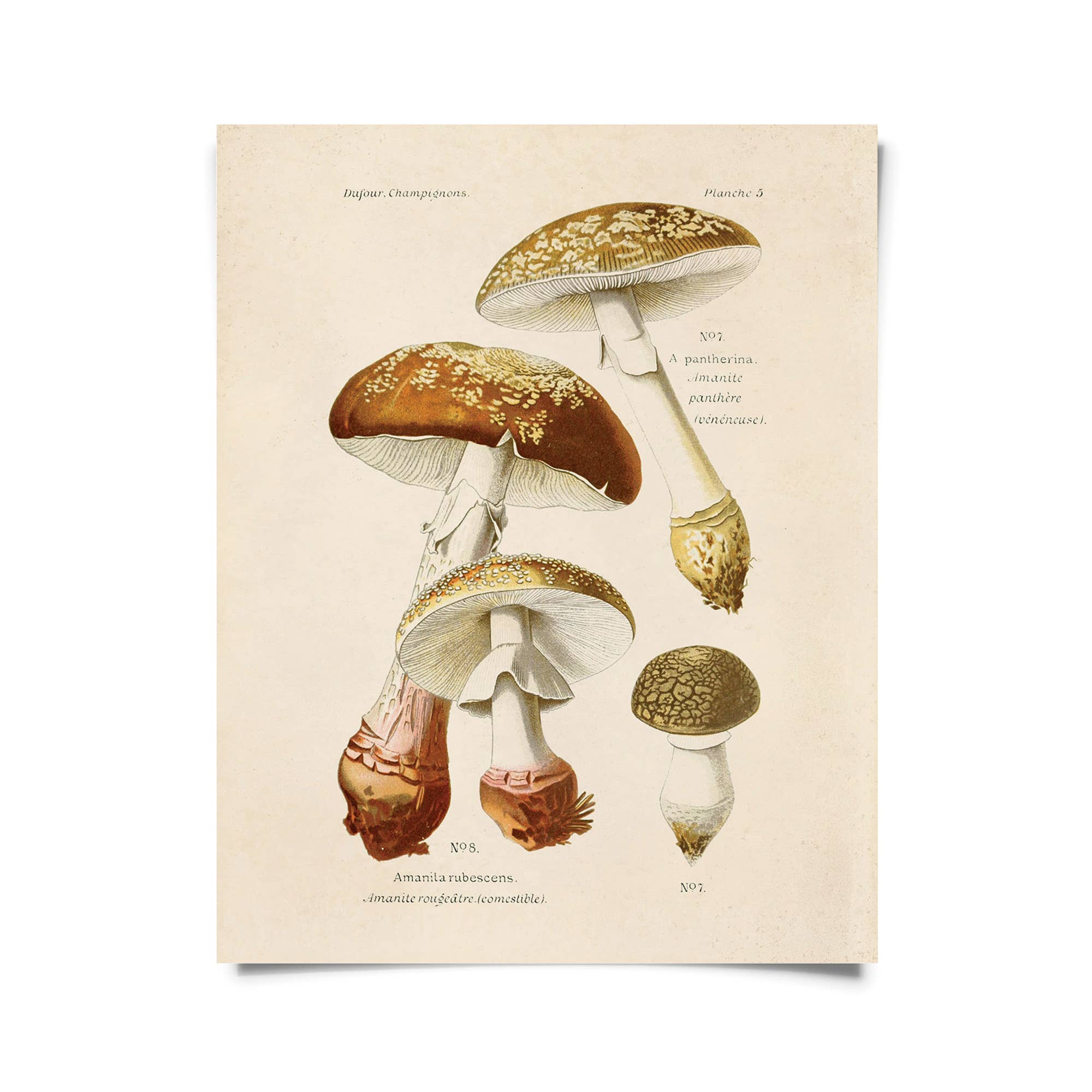 Vintage Blusher Mushroom Print