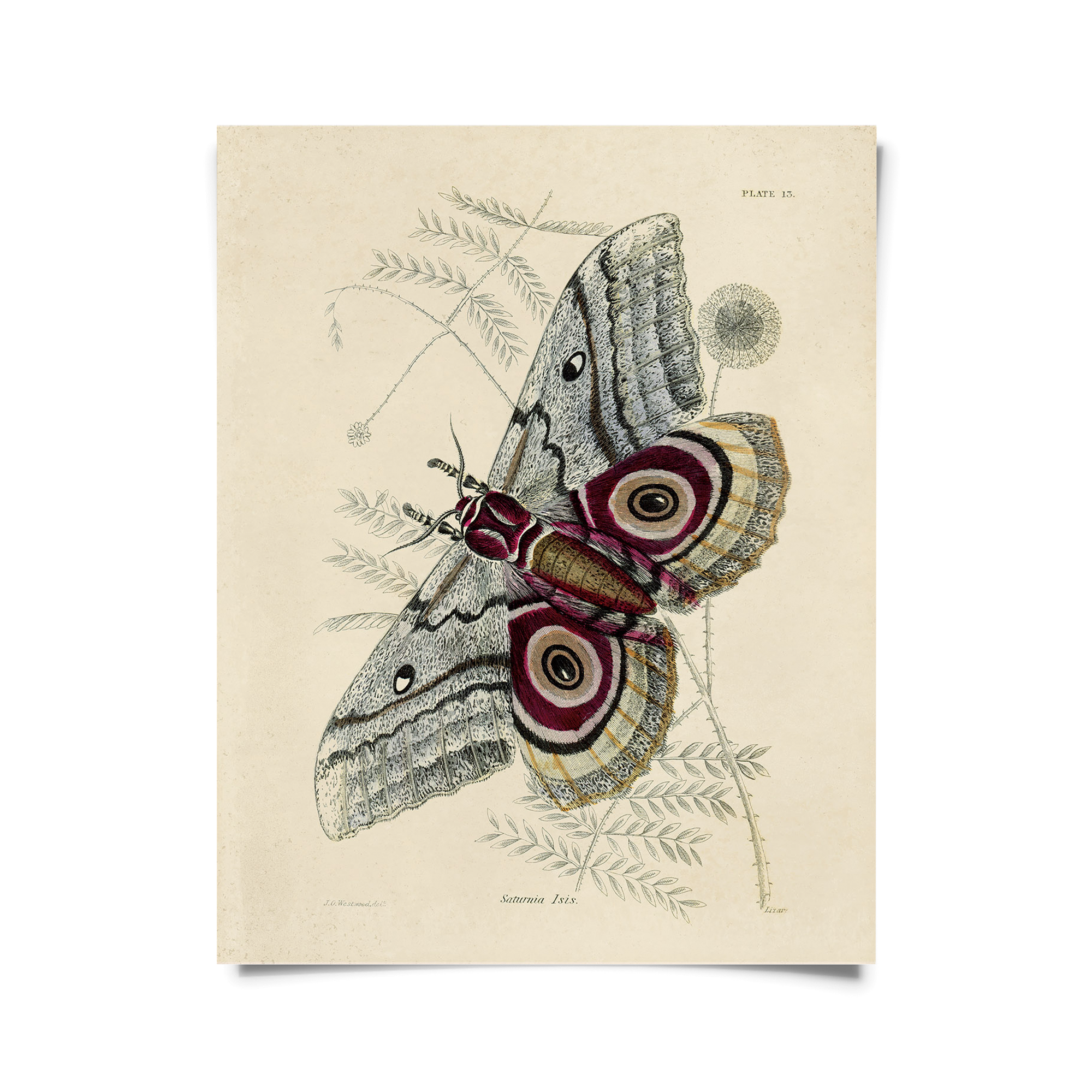 Vintage Insect Saturnia Isis Moth Print