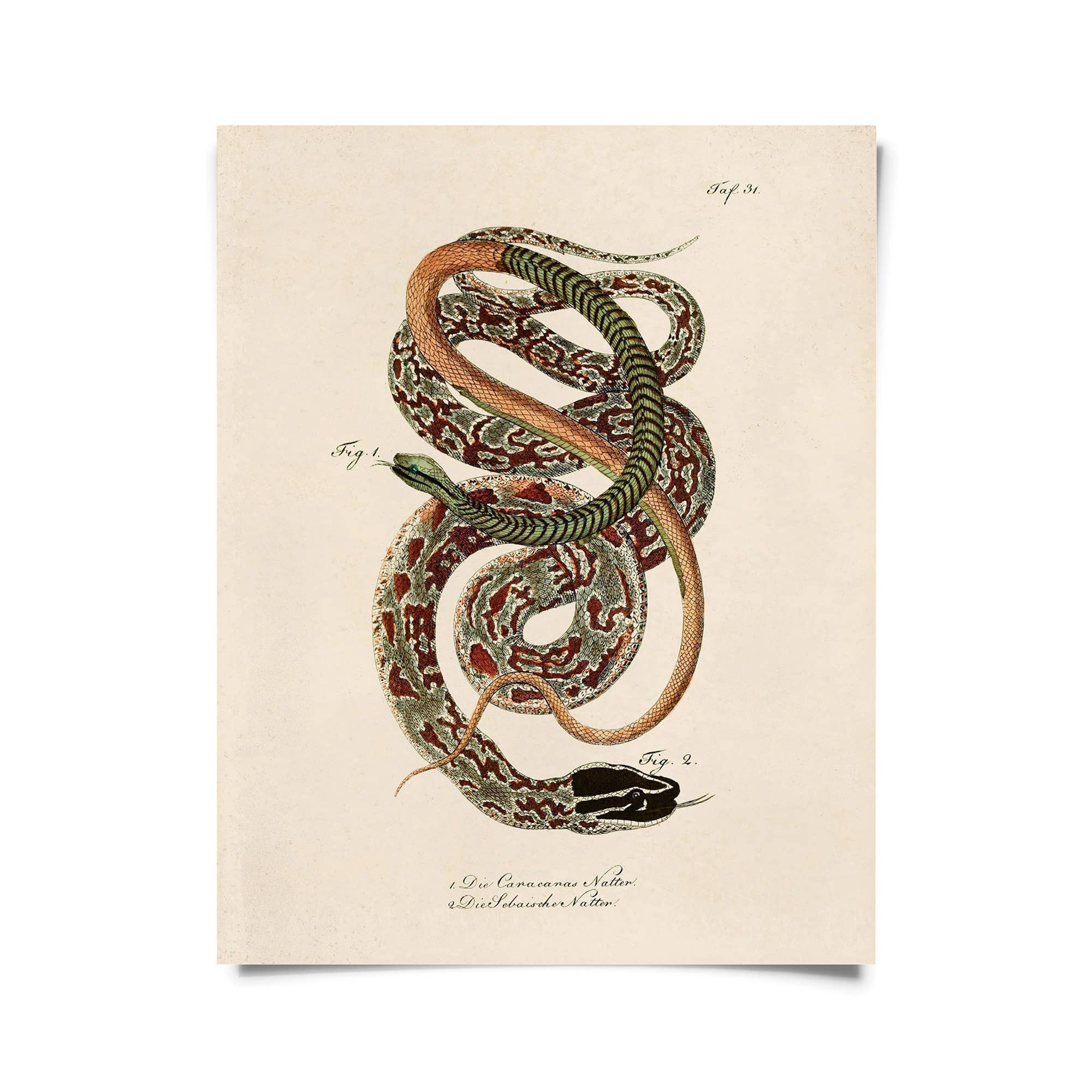 Vintage Natural History French Snake Zoology 2 Print